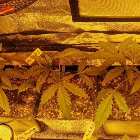 Kritical PC#3 growlog timeline photo