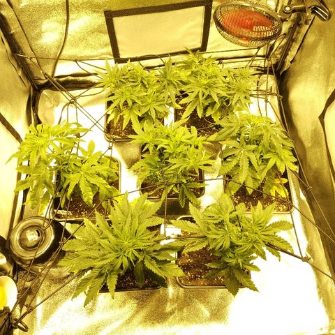 Kritical PC#3 growlog timeline photo