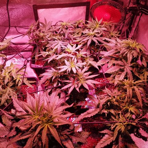 Kritical PC#3 growlog photo: Cambio de tipo de luz HPS a Led, misma potencia, menos consumo. 