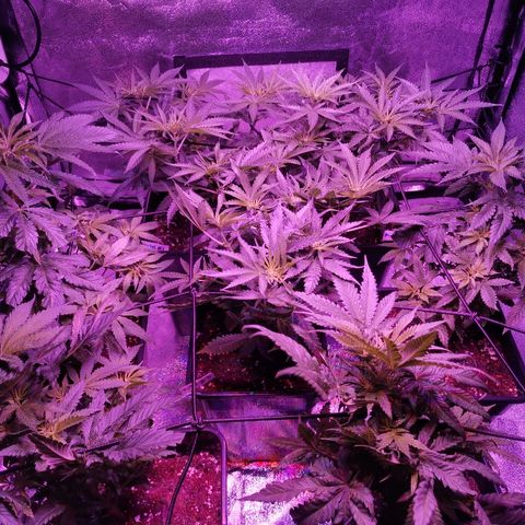 Kritical PC#3 growlog timeline photo