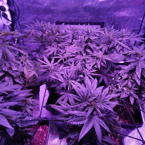 Kritical PC#3 growlog timeline photo