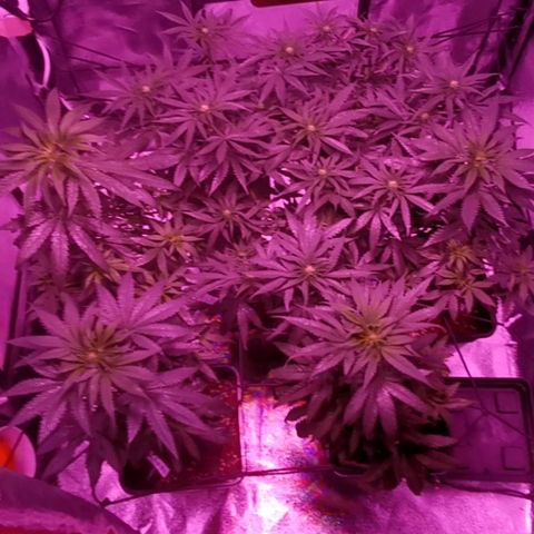 Kritical PC#3 growlog timeline photo