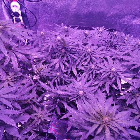 Kritical PC#3 growlog timeline photo