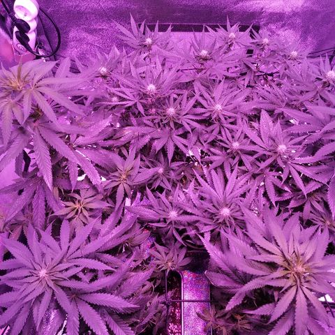 Kritical PC#3 growlog timeline photo