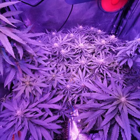 Kritical PC#3 growlog timeline photo
