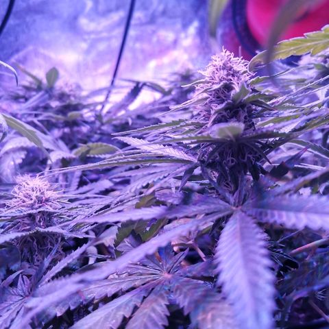 Kritical PC#3 growlog timeline photo