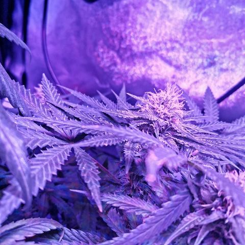 Kritical PC#1 growlog timeline photo