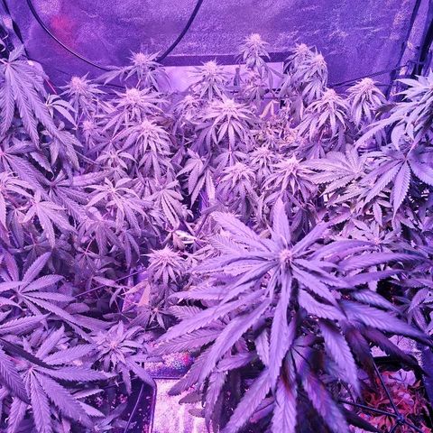 Kritical PC#3 growlog timeline photo