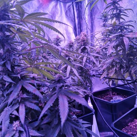 Kritical PC#3 growlog timeline photo