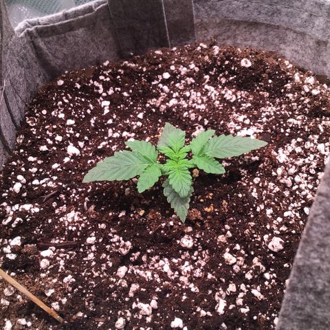 Red Hot Cookies growlog timeline photo