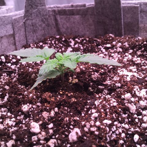 Red Hot Cookies growlog timeline photo