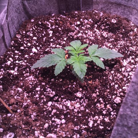 Red Hot Cookies growlog timeline photo