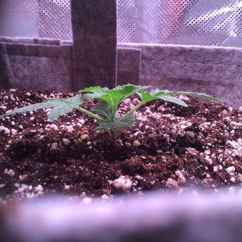 Red Hot Cookies growlog timeline photo