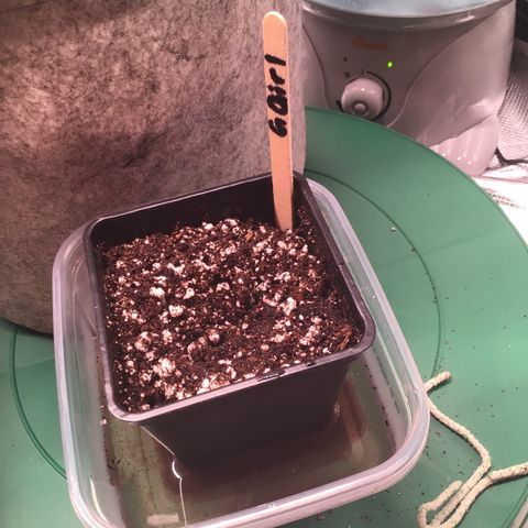 FAST ASSAPPETTE growlog timeline photo