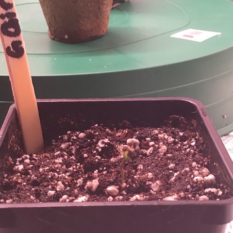 FAST ASSAPPETTE growlog timeline photo