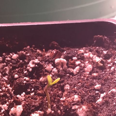 FAST ASSAPPETTE growlog timeline photo