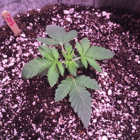 Red Hot Cookies growlog timeline photo