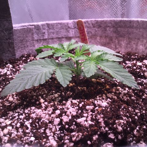 Red Hot Cookies growlog timeline photo