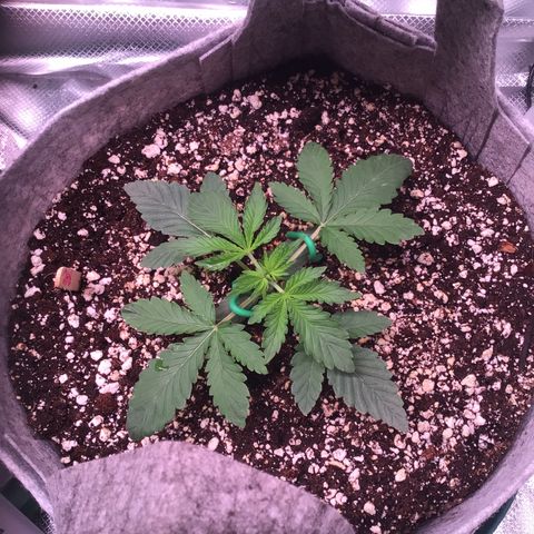 Red Hot Cookies growlog timeline photo