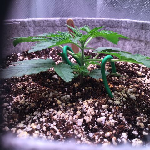 Red Hot Cookies growlog timeline photo