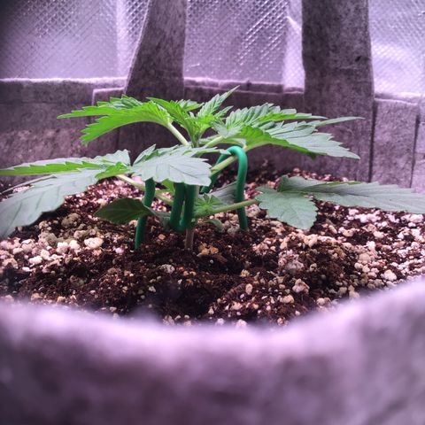 Red Hot Cookies growlog timeline photo