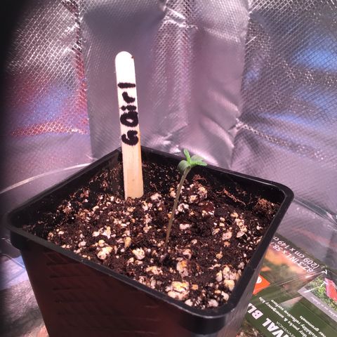 FAST ASSAPPETTE growlog timeline photo