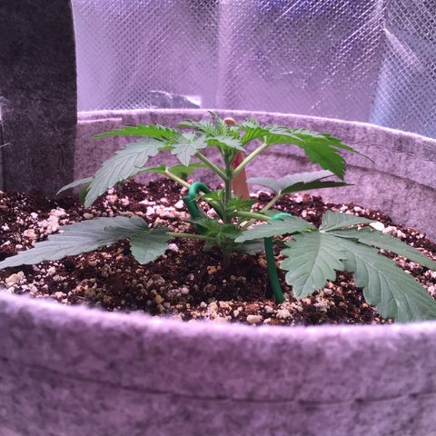 Red Hot Cookies growlog timeline photo