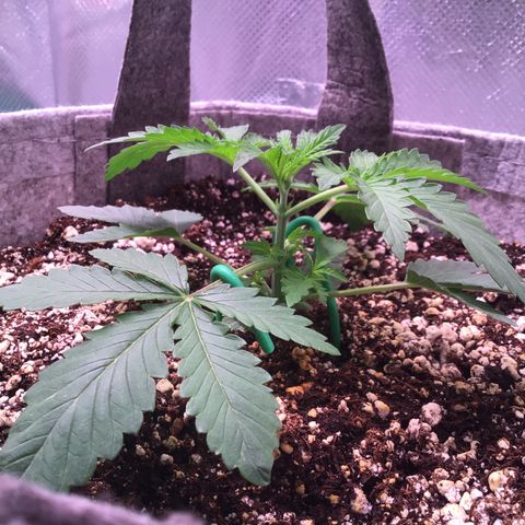 Red Hot Cookies growlog timeline photo