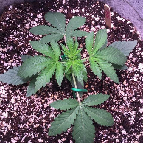 Red Hot Cookies growlog timeline photo