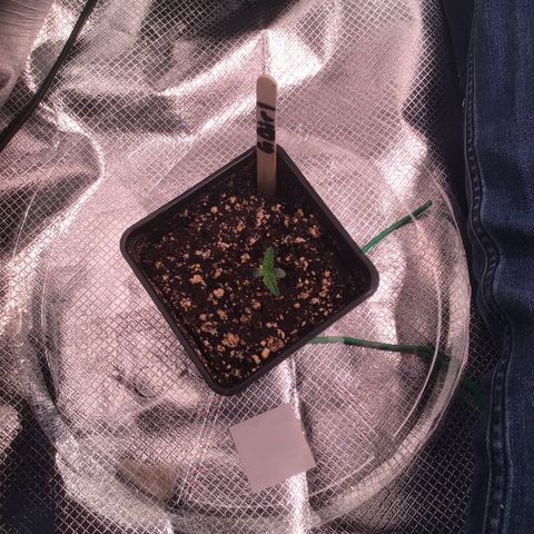 FAST ASSAPPETTE growlog timeline photo