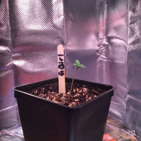 FAST ASSAPPETTE growlog timeline photo