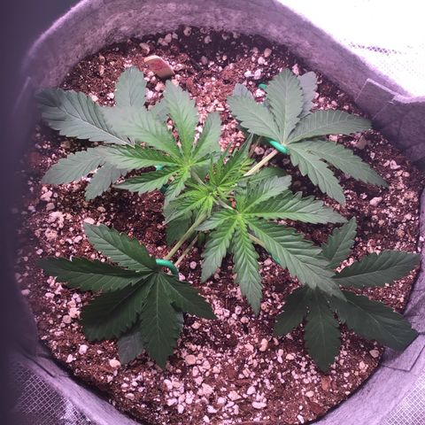 Red Hot Cookies growlog timeline photo