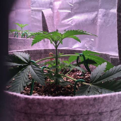 Red Hot Cookies growlog timeline photo