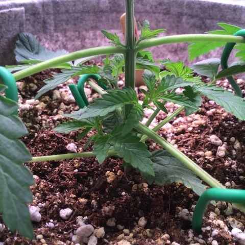 Red Hot Cookies growlog timeline photo