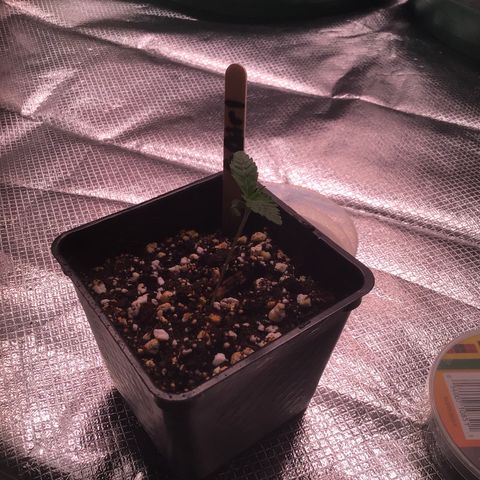 FAST ASSAPPETTE growlog timeline photo