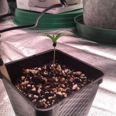 FAST ASSAPPETTE growlog timeline photo