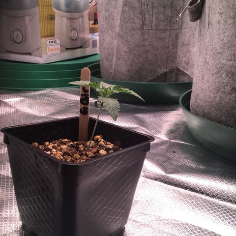 FAST ASSAPPETTE growlog timeline photo