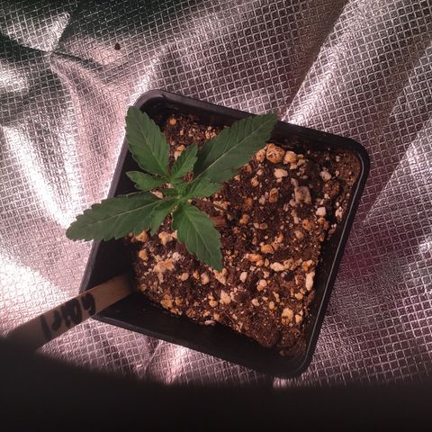 FAST ASSAPPETTE growlog timeline photo
