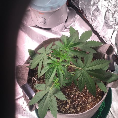 Red Hot Cookies growlog timeline photo