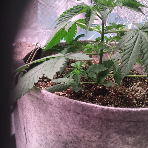 Red Hot Cookies growlog timeline photo