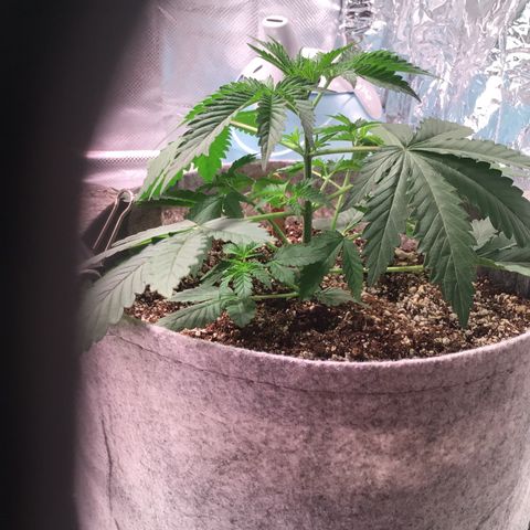 Red Hot Cookies growlog timeline photo