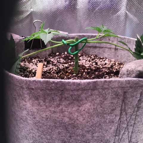 Red Hot Cookies growlog timeline photo