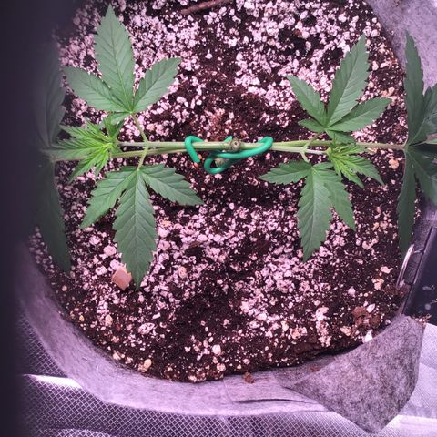 Red Hot Cookies growlog timeline photo