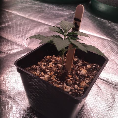 FAST ASSAPPETTE growlog timeline photo