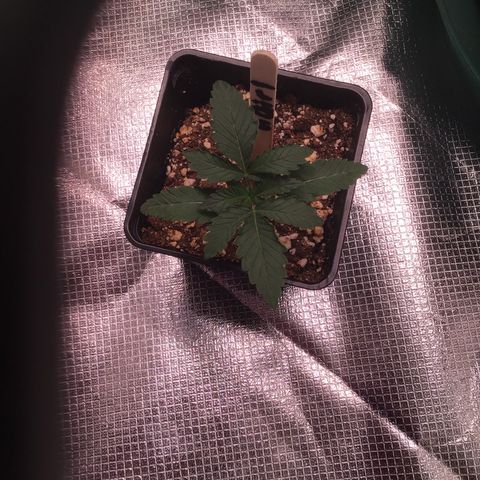 FAST ASSAPPETTE growlog timeline photo