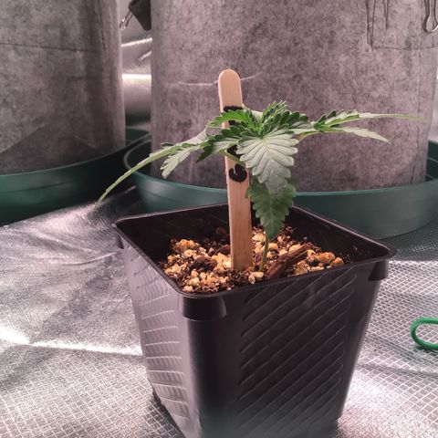FAST ASSAPPETTE growlog timeline photo