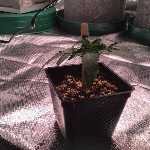 FAST ASSAPPETTE growlog timeline photo