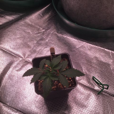 FAST ASSAPPETTE growlog timeline photo