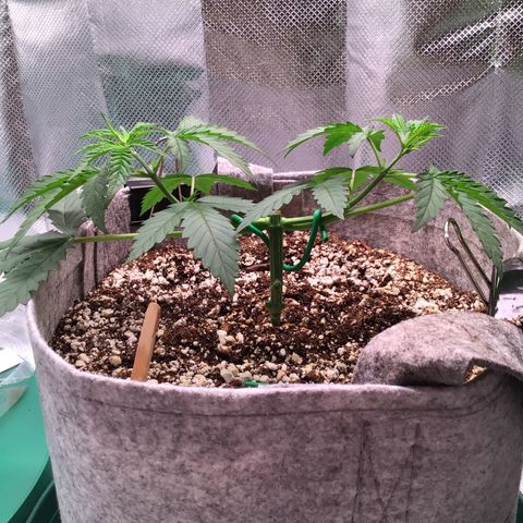 Red Hot Cookies growlog timeline photo