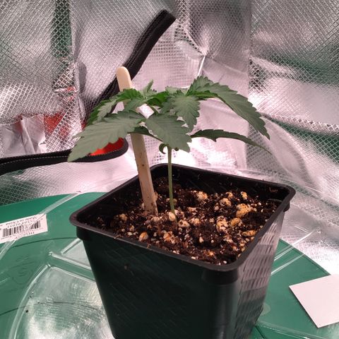 FAST ASSAPPETTE growlog timeline photo